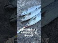 【ショアジギング情報】4月23日 和歌山県 「小浦一文字」半日で青物10本‼︎