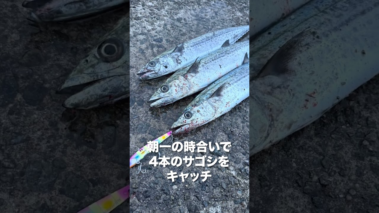 【ショアジギング情報】4月23日 和歌山県 「小浦一文字」半日で青物10本‼︎