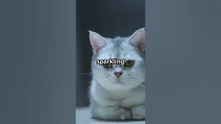 Video 9358851: cat chinchilla cute, catlover cutecat, perfect feline, fluffy felines