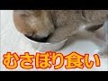 ご飯をむさぼり食いする柴犬まめ