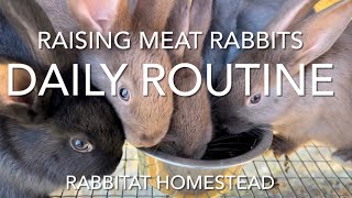 Raising Meat Rabbits Daily Routine | Silverfox