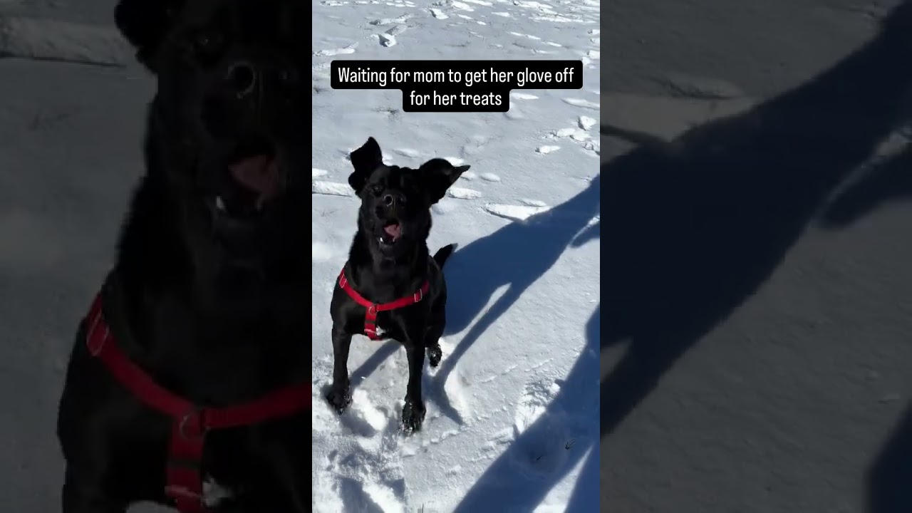 @our_girl_frank just stopping by for the recall treats 😀 