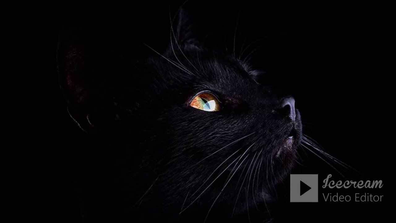 Черней черных картинки. Черная кошка. Черная картинка. Кот с красными глазами ты что найти. Черный кот с красными глазами кусака.