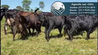 Vacas Girolando de alta qualidade. Animais em lactação.