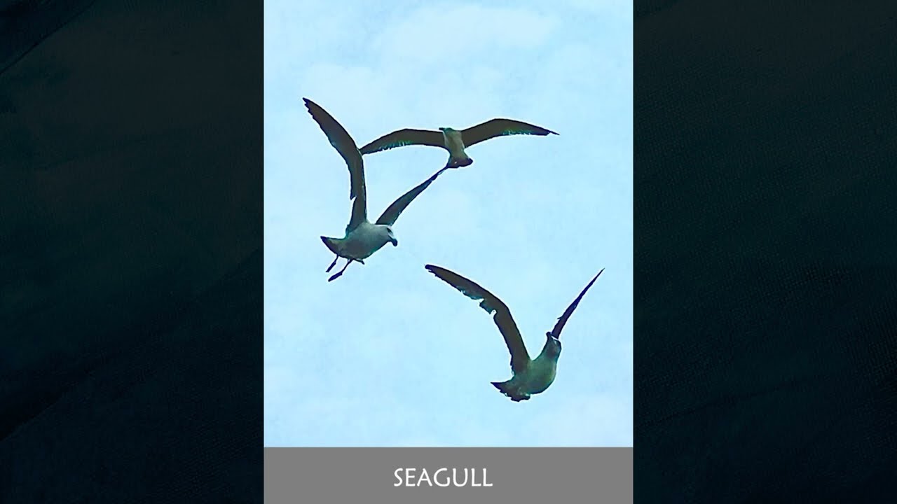 BACKYARD BIRDWATCHING : A Beginner’s Journey of Joy || Chandra Bhanu Satpathy