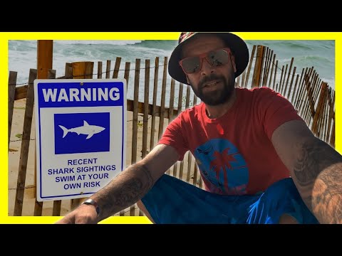 How To Tell if SHARKS are in The Water!