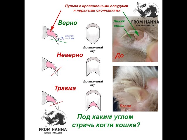 Как правильно подстричь когти кошке в домашних условиях - YouTube