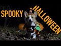 HALLOWEEN ADVENTURE - Topi the Corgi