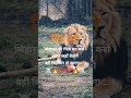 !!! BECOME A LION !!! #motivation #success #subscribe #HYPERNATURAL#TRY THIS SOUND