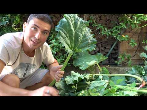 Vidéo: Ce qui cause les petites tiges de rhubarbe : que faire avec la rhubarbe éclaircie