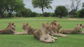 Lions, leopards, elephants run wild on South African golf course
