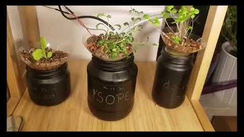 Automatisches Bewässerung für ein Hydroponisches System mit einem ESP32|esto1011