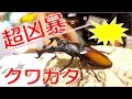 手に負えない凶暴クワガタ