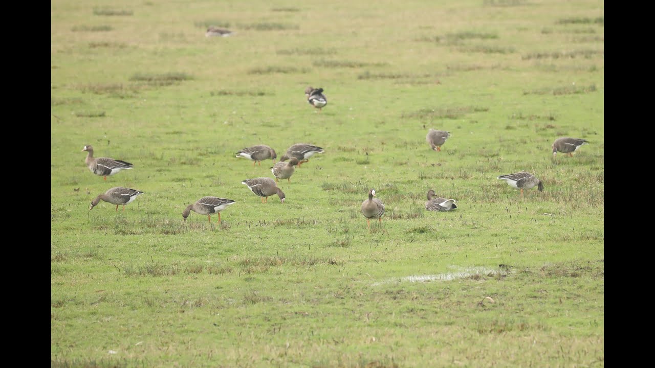 White-fronted Goose (anser albifrons) 
