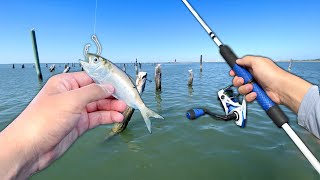 I Thought I Was SNAGGED!! Tossing LIVE BAITFISH into Structure (Saltwater Fishing)