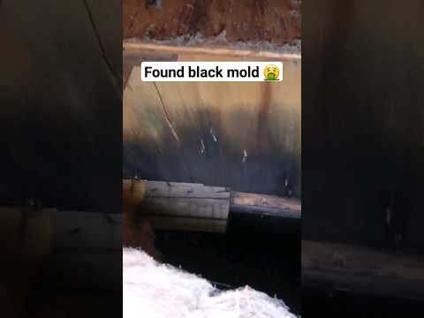 Found black mold