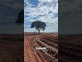 #caminhoparaumavidamelhor #destacar #viralshorts #agriculturaregenerativa