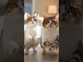猫 重低音 #cat #cute #cutecat #funnycats