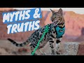 BENGAL CAT myths VS facts - After having a Bengal Kitten for 4 months の動画、YouTube動画。