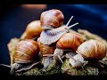 Wonderful snail farming and technology || Heliciculture  products  and Snail caviar||