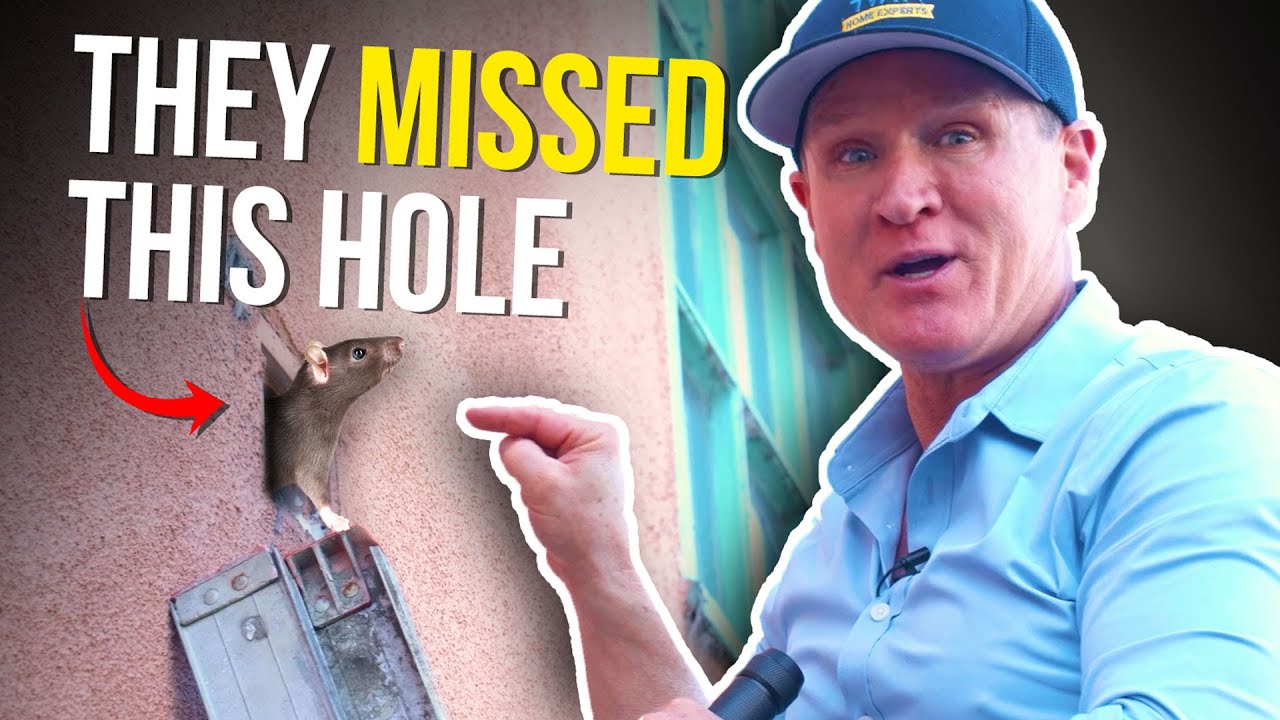 Rodent company FAILED!! Massive stinky RAT INFESTATION!