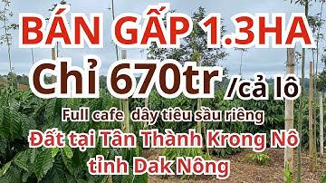 Tổng 1.3ha full cafe đẹp chỉ 670tr tại Tân Thành Krong nô Dak nông