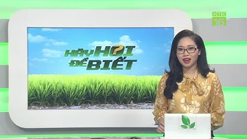 Tạo hình trái cây, nông dân thu bộn tiền | Hãy hỏi để biết sáng 3/1/2020 | VTC1