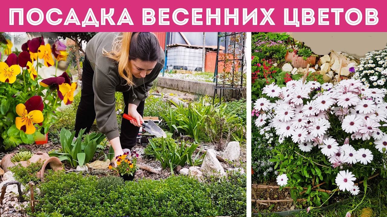 ⭐ВЕСЕННЯЯ КЛУМБА 🌸 Сажаю ВИОЛУ в саду и пересаживаю остеоспермум. Крашу стены в прачечной