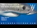 A Closer Look at the White Shark's Eye: Shark Minutes