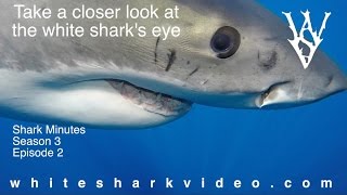 A Closer Look at the White Shark's Eye: Shark Minutes