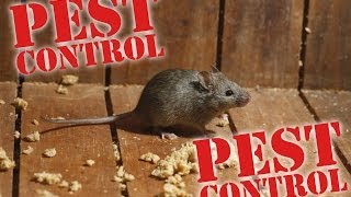 Pest Control Southeast Putnam NY 845 345 8119 exterminator service