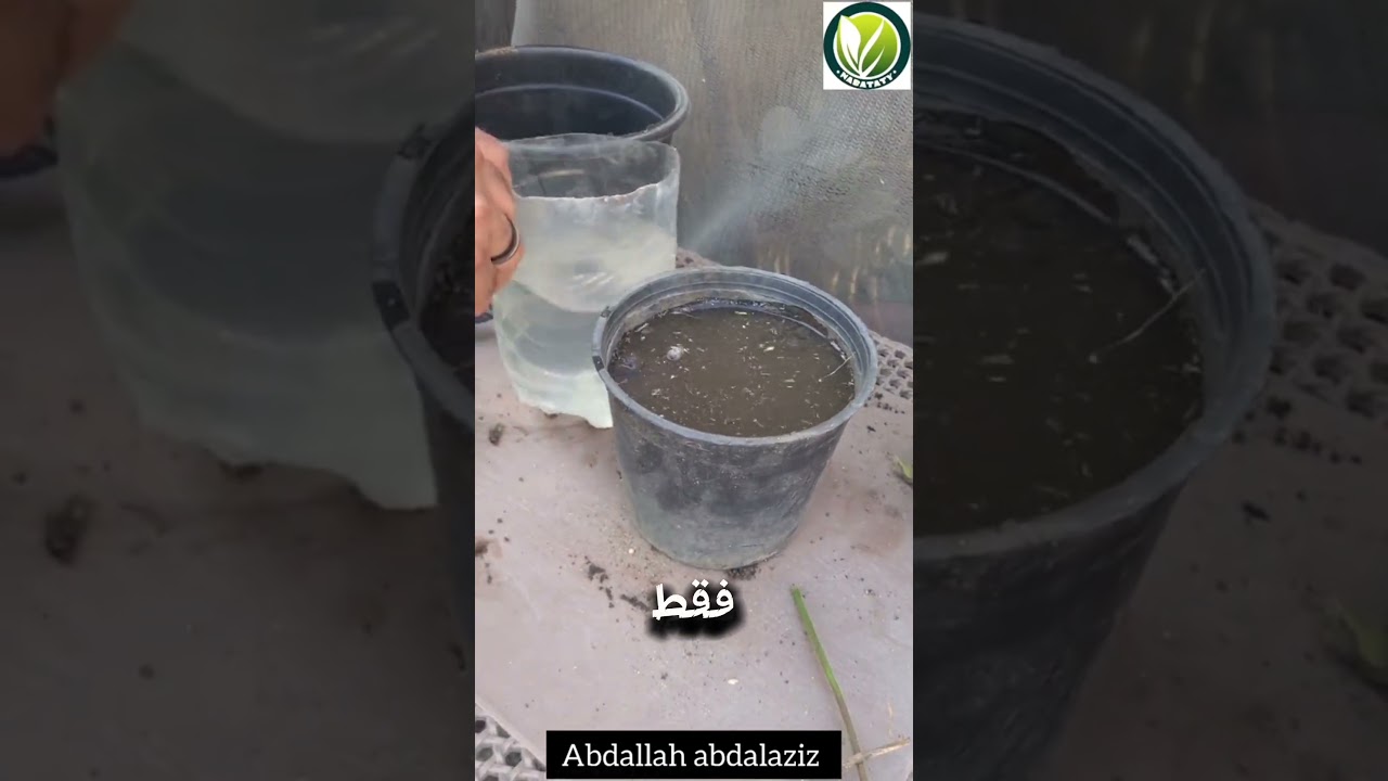 زراعة نبات الجارونيا او الجرونيوم ❤️🌿 #اشجار #زراعة #زراعة_الأسطح #garden #plants #اكسبلور