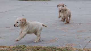 PuppyFinder.com : Doodles at 6 weeks