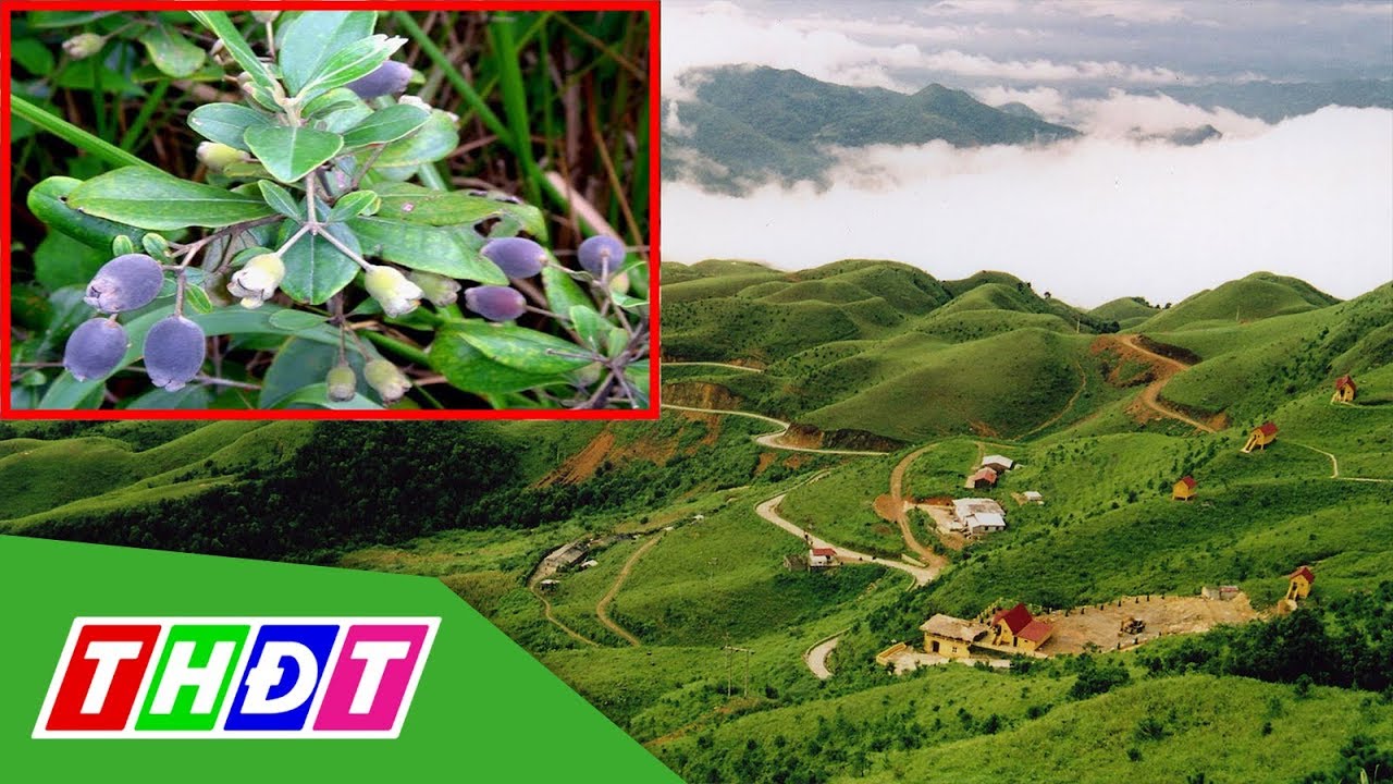 Sim rừng ở Lạng Sơn vào mùa thu hoạch | THDT - youtube