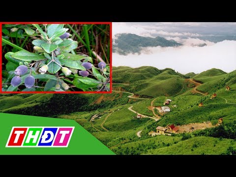 Video Sim rừng ở Lạng Sơn vào mùa thu hoạch | THDT - youtube
