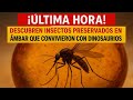 Insectos en Ámbar que Convivieron con Dinosaurios