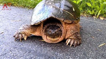 Huge Snapping Turtle Encounter