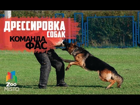 Вопрос: Как дрессировать собаку?