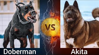 Doberman VS Akita | Who is more Powerful ? by Shubham Medhekar 6,639 views 1 year ago 3 minutes, 5 seconds