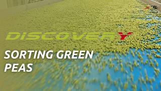How to Detect Green Defects in Green Peas With Discovery Optical Sorting Machine | RAYTEC VISION SpA