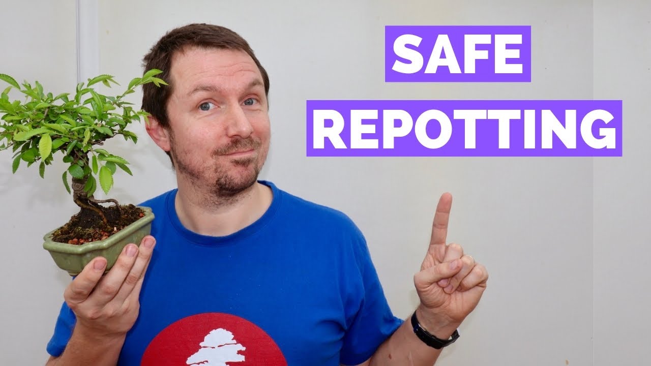 Chinese Elm Bonsai Repotting for Beginners