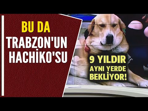 BU DA TRABZON'UN HACHİKO'SU