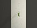 แมลงมัน  #แมลง  #insects