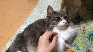 一心不乱にフミフミする猫 ノルウェージャンフォレストキャットknead.Norwegian Forest Cat.