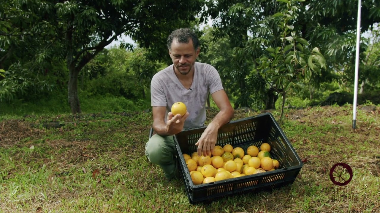 Les explorations fruitières épisode 5: L'Abiu