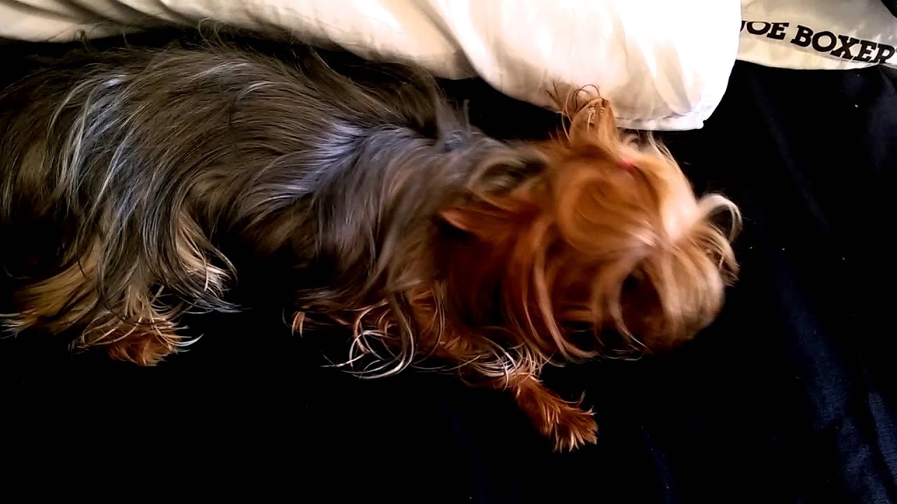Priceless Yorkie Puppy Eclampsia Nursing Dog, Milk Fever, Hypocalcemia, Low Calcium Video 2