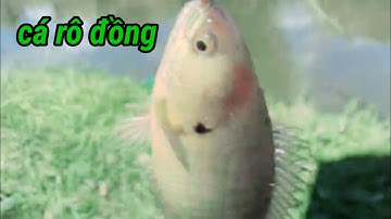Câu cá phi cá rô đồng √ ra con mương nhỏ câu cá giải trí @caudaotv7173