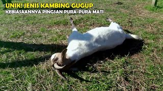 Panik, Langsung Pura Pura Mati! Unik Langka, Kambing Jenis Ini Suka Pingsan Sejenak Ketika Kaget