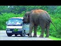 blocks the road and grabs food #attack #wildlife #adventure #wildelephants