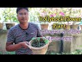 HOLLYHOCKS FLOWERS//Hollyhocks flower grow and care//How to Grow Hollyhock